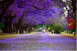 蓝花楹花语？蓝花楹的爱情传说？【图】