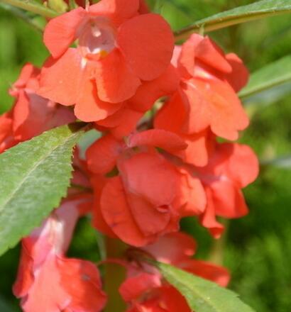 凤仙花治疗灰指甲？误区还是真的？【图】