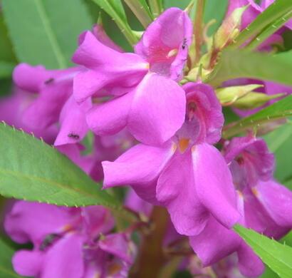 凤仙花治疗灰指甲？误区还是真的？【图】